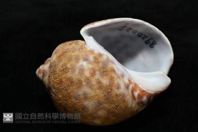 阿拉伯鳳螺藏品圖，第14張