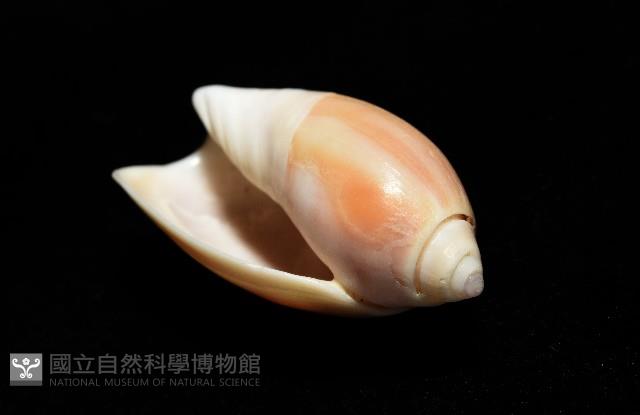 寬口彈頭螺藏品圖，第14張