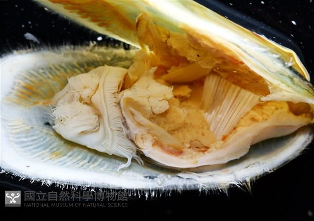 亞氏海豆芽藏品圖，第14張