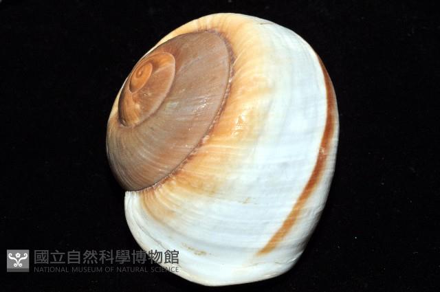 大王鱉甲蝸牛藏品圖，第14張