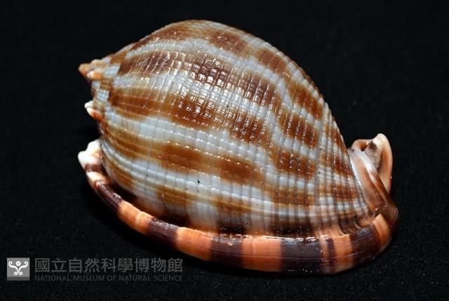 布紋鬘螺藏品圖，第14張