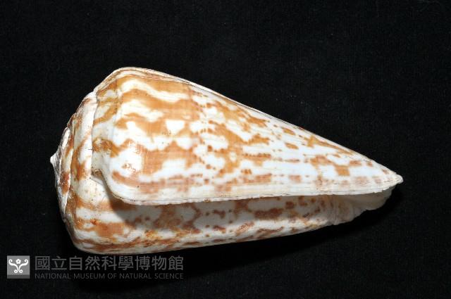 大芋螺藏品圖，第14張