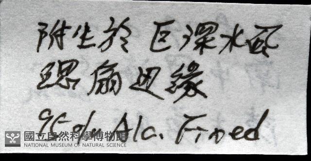 深海板茗荷藏品圖，第14張