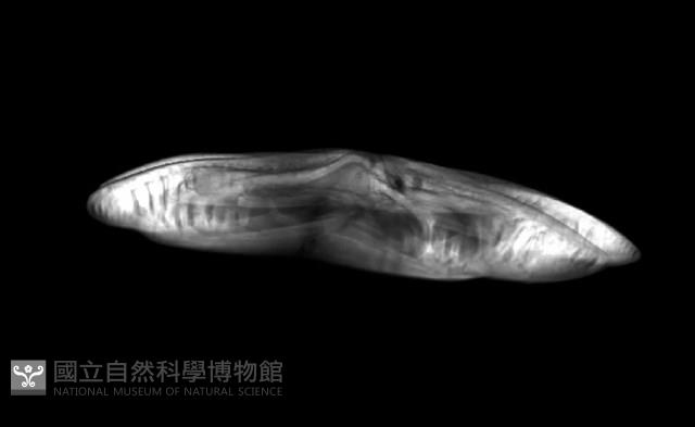 扁平蛛網海膽藏品圖，第14張