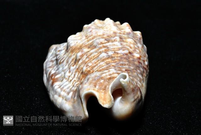 緋袖鳳凰螺藏品圖，第14張