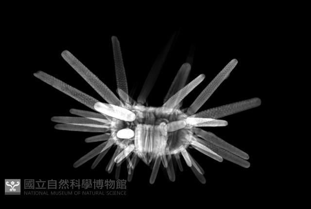 冠棘真頭帕海膽藏品圖，第14張