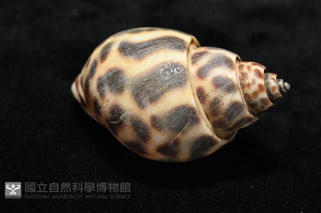 婆羅洲鳳螺藏品圖，第14張