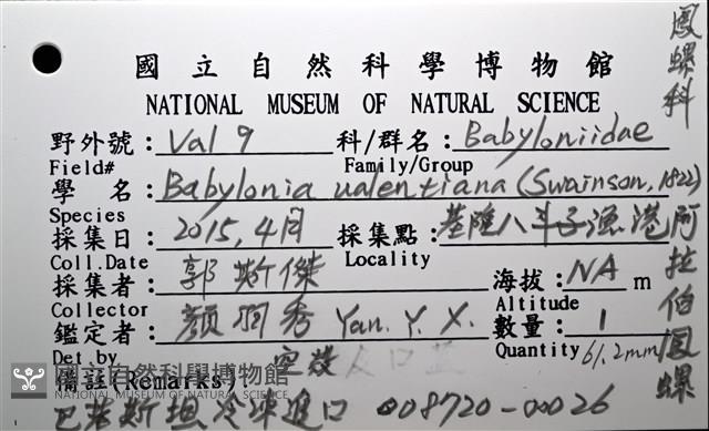 阿拉伯鳳螺藏品圖，第14張