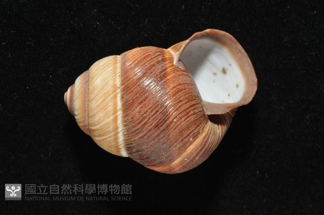 南亞蝸牛之一種藏品圖，第14張