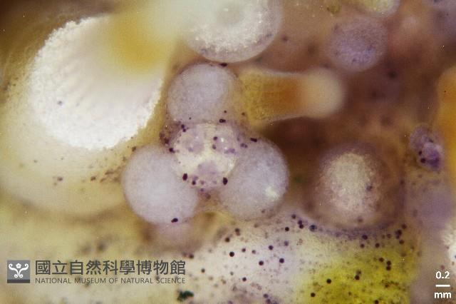 疣裸海膽藏品圖，第14張