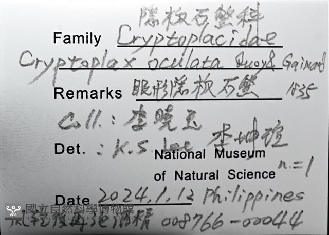 眼形隱板石鱉藏品圖，第14張