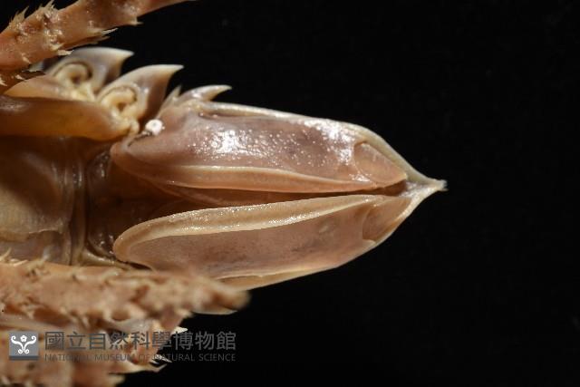 南極劍突水虱藏品圖，第14張