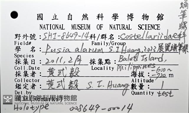 展翼蛹筆螺藏品圖，第14張