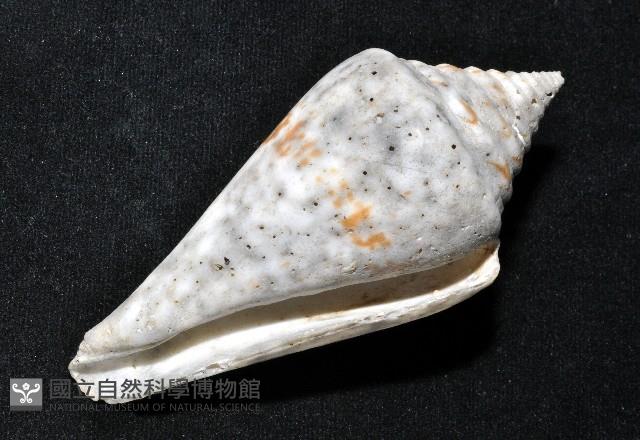 大佛塔芋螺藏品圖，第14張