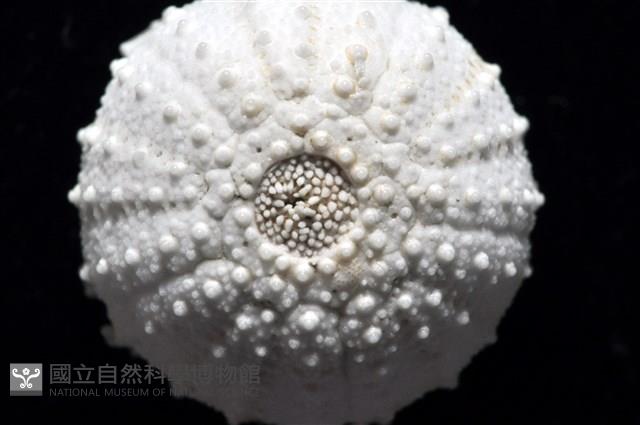 艾氏鋸海膽藏品圖，第14張