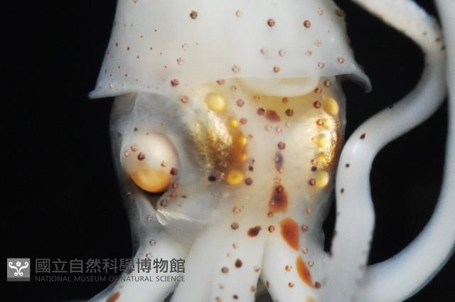 線紋擬鉤腕魷藏品圖，第14張