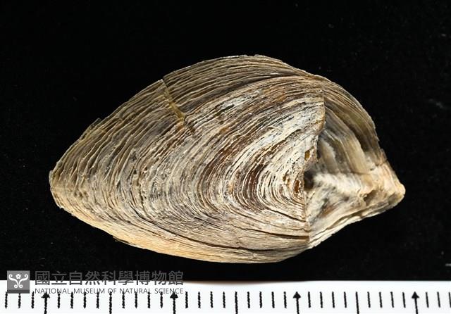 波部鳳螺藏品圖，第14張