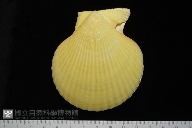 高貴海扇蛤藏品圖，第14張