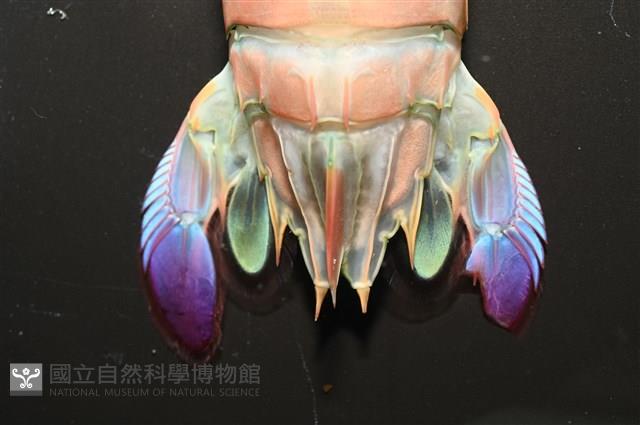 脊尾齒指蝦蛄藏品圖，第14張