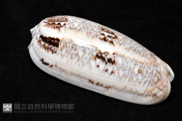 錦綢榧螺藏品圖，第14張