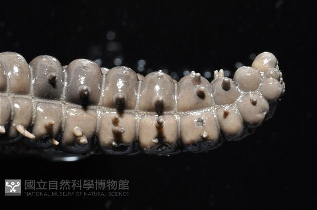 玉緣棘角海星(紫氏麗海星)藏品圖，第14張