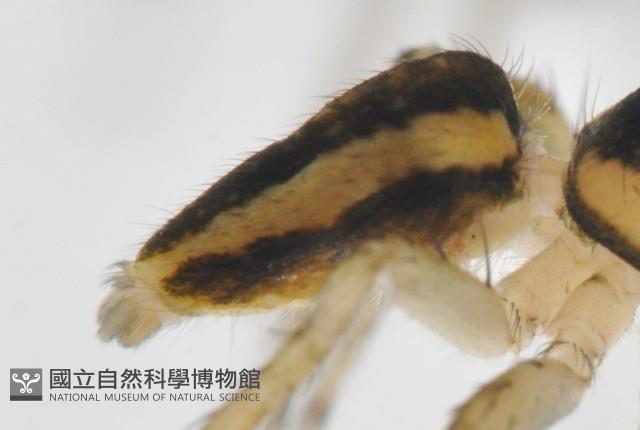 多色金毛蛛藏品圖，第14張