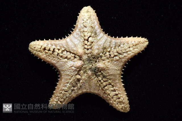 未知種櫛盤海星藏品圖，第14張