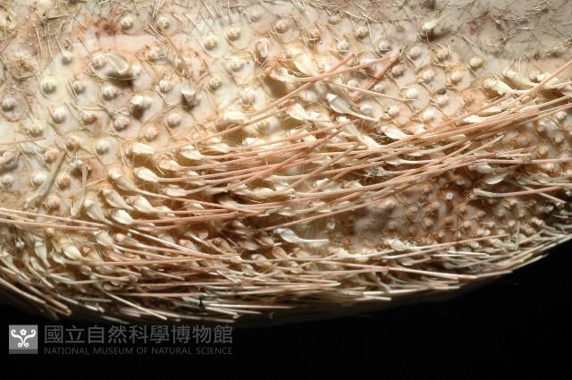 秀麗布萊海膽藏品圖，第14張