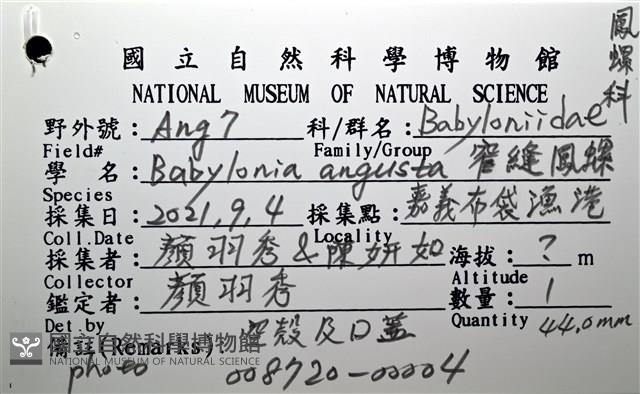窄縫鳳螺藏品圖，第14張
