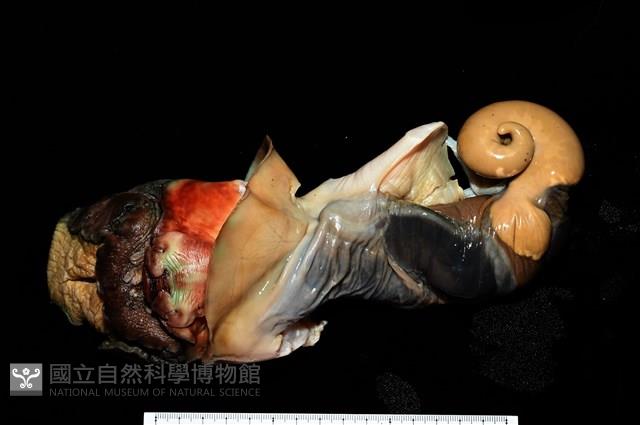 夜光蠑螺藏品圖，第14張