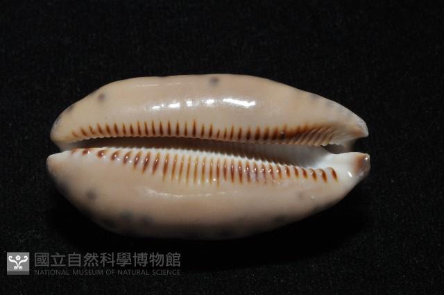 黑網目寶螺藏品圖，第14張