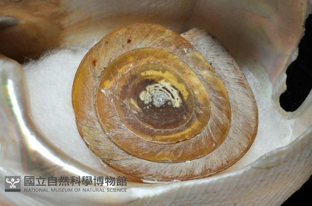 紅翁戎螺藏品圖，第14張