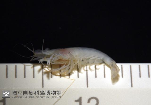 湧泉新米蝦藏品圖，第14張