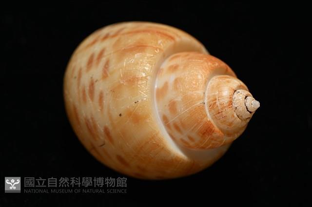 彩繪型深溝鳳螺藏品圖，第14張