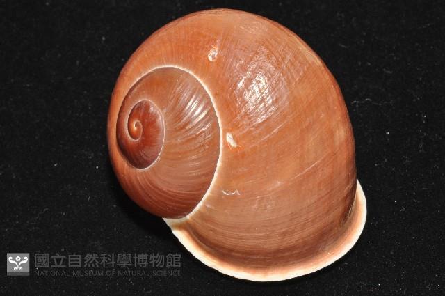 未知種光澤蝸牛藏品圖，第14張