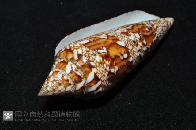 孟加拉芋螺藏品圖，第14張