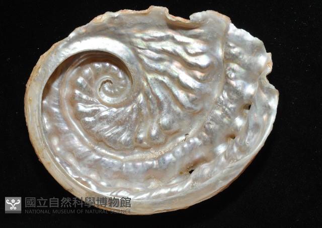 旋梯鮑螺藏品圖，第14張