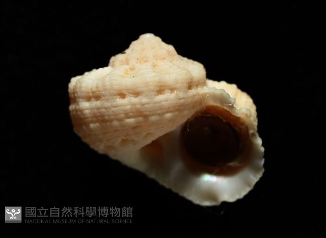換日線花冠螺藏品圖，第14張