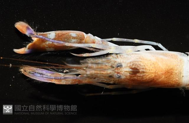 劍脊槍蝦藏品圖，第14張