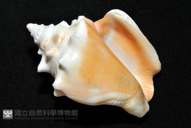 金拳鳳凰螺藏品圖，第14張