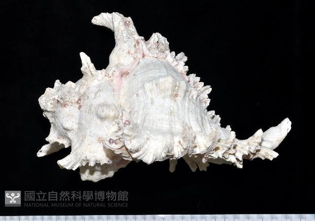 大千手螺藏品圖，第14張