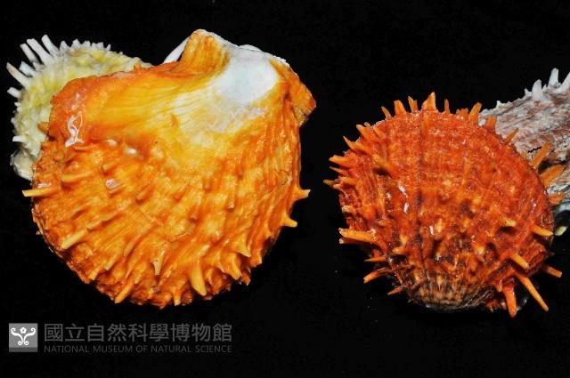 黃金海菊蛤藏品圖，第14張