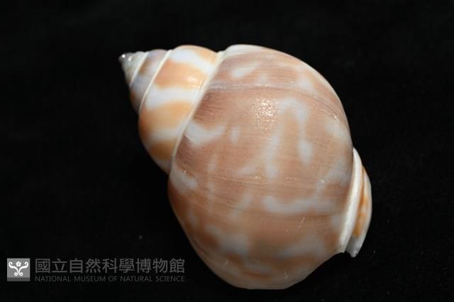 妃珍鳳螺藏品圖，第14張