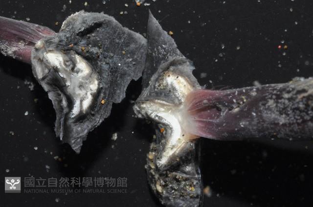 外藤壺藏品圖，第14張