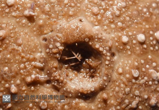 魯氏硬海膽藏品圖，第14張