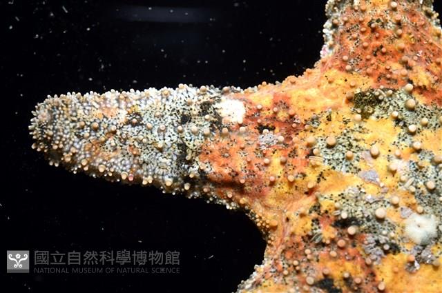 未知種瘤海星藏品圖，第14張
