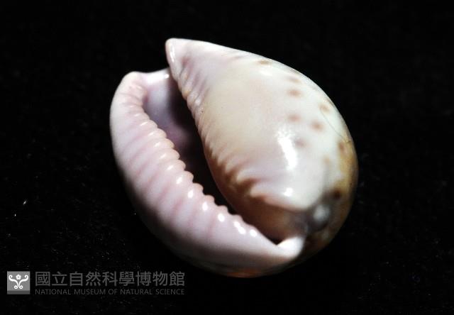 紫緣寶螺藏品圖，第14張