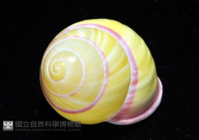 環紋光澤蝸牛藏品圖，第14張