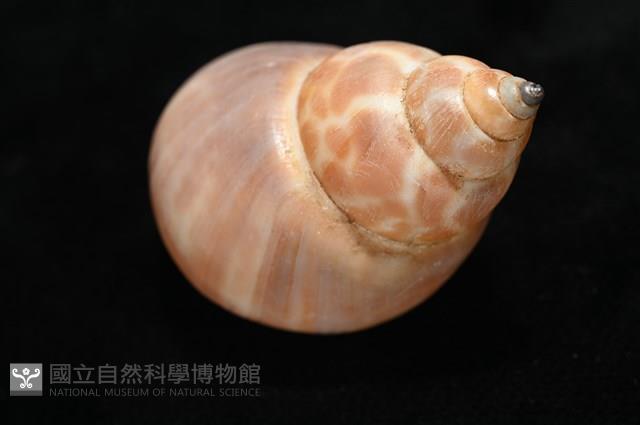 錫蘭鳳螺藏品圖，第14張