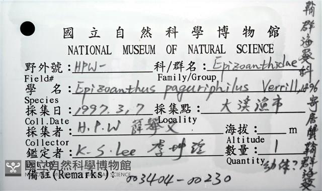 寄居蟹鞘群海葵藏品圖，第14張